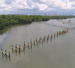 Inicia la descontaminación de aguas en la Ciénaga del Mallorquín