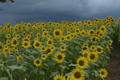 La Ruta del Girasol llega a Puerto Colombia