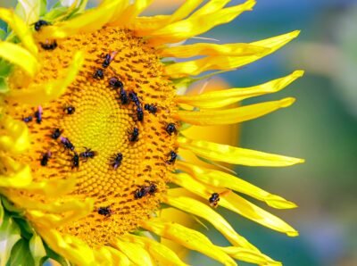 La Ruta del Girasol y su trabajo ambiental conservan abejas en vía de extinción