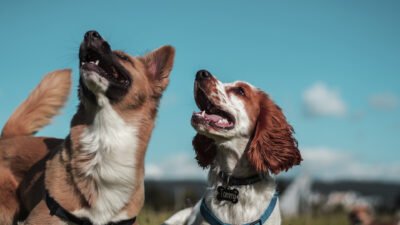 Jornada para perros en Barranquilla con adopción, vacunas y mucho más